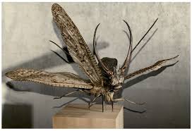 Attēlu rezultāti vaicājumam “Megaloptera”