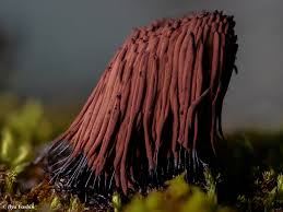 Attēlu rezultāti vaicājumam “Bactridium flavum”