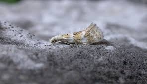 Attēlu rezultāti vaicājumam “Elachista maculicerusella”