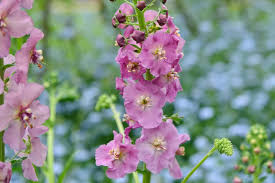 Attēlu rezultāti vaicājumam “Verbascum”
