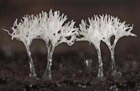 Attēlu rezultāti vaicājumam “Ceratiomyxa fruticulosa”