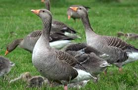 Attēlu rezultāti vaicājumam “Anser anser juvenile”