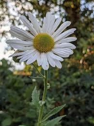 Image result for Leucanthemella serotina