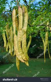 Attēlu rezultāti vaicājumam “Gleditsia triacanthos fruit”