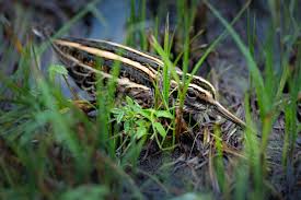 Image result for Lymnocryptes minimus