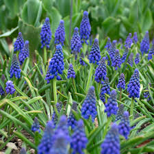 Attēlu rezultāti vaicājumam “Muscari armeniacum flower”