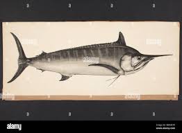 Image result for Makaira mazara