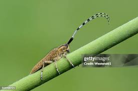 Attēlu rezultāti vaicājumam “Agapanthia villosoviridescens”