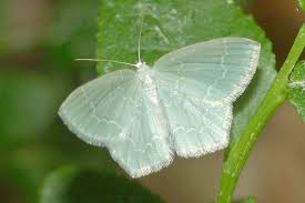 Attēlu rezultāti vaicājumam “Jodis putata”