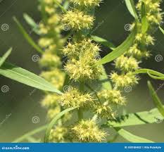 Attēlu rezultāti vaicājumam “Rumex maritimus leaf”