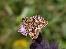 Attēlu rezultāti vaicājumam “Anarta myrtilli larva”