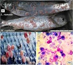 Image result for Liza ramada