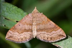 Attēlu rezultāti vaicājumam “Scotopteryx chenopodiata”