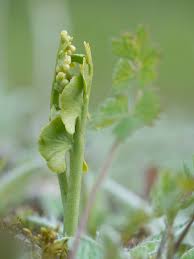 Attēlu rezultāti vaicājumam “Botrychium lunaria”