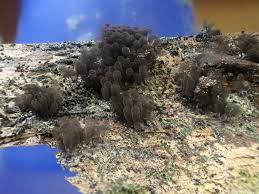 Attēlu rezultāti vaicājumam “Comatricha fragilis stalked”