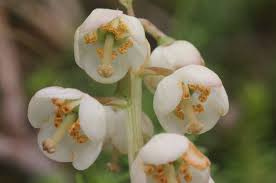 Attēlu rezultāti vaicājumam “Pyrola media”