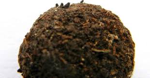 Attēlu rezultāti vaicājumam “Licea pusilla spores”