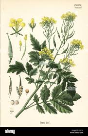 Attēlu rezultāti vaicājumam “Sinapis alba flower”