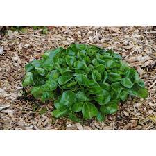 Attēlu rezultāti vaicājumam “Asarum europaeum”