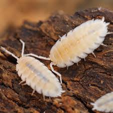 Attēlu rezultāti vaicājumam “Porcellio scaber”