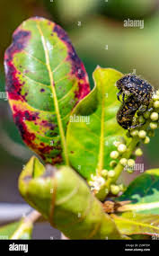 Attēlu rezultāti vaicājumam “Oxythyrea funesta imago”