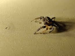 Attēlu rezultāti vaicājumam “Evarcha falcata male”