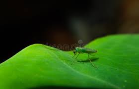 Attēlu rezultāti vaicājumam “Tanytarsus”