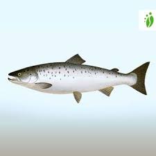 Image result for Salmo salar