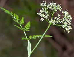 Attēlu rezultāti vaicājumam “Conioselinum tataricum”