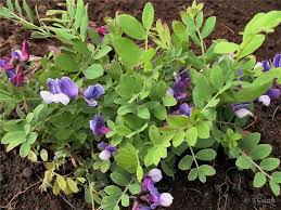 Attēlu rezultāti vaicājumam “Lathyrus japonicus subsp. maritimus”