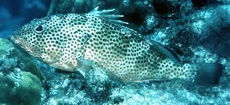Image result for Epinephelus guttatus