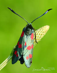 Attēlu rezultāti vaicājumam “Zygaena filipendulae”