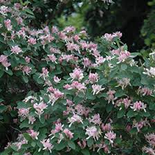 Attēlu rezultāti vaicājumam “Lonicera tatarica flower”