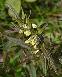 Attēlu rezultāti vaicājumam “Melampyrum pratense leaf”