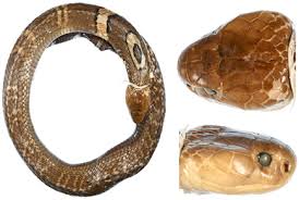 Attēlu rezultāti vaicājumam “Serpentes”