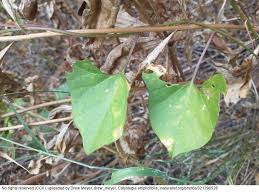 Attēlu rezultāti vaicājumam “Calystegia inflata leaf”