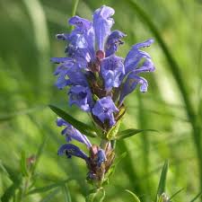 Attēlu rezultāti vaicājumam “Dracocephalum ruyschiana fruit”