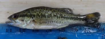 Image result for Micropterus salmoides