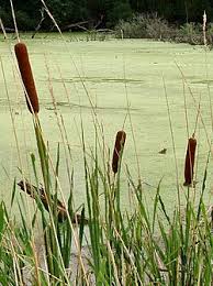 Attēlu rezultāti vaicājumam “Typha angustifolia  fruit”
