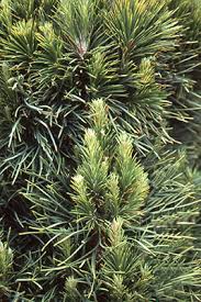 Attēlu rezultāti vaicājumam “Pinus sylvestris var. borussica”