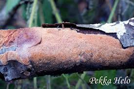 Attēlu rezultāti vaicājumam “Ceriporia purpurea”