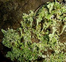 Attēlu rezultāti vaicājumam “Cladonia pyxidata”