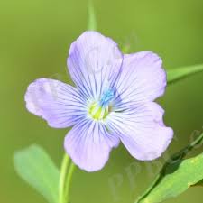 Attēlu rezultāti vaicājumam “Linaceae”