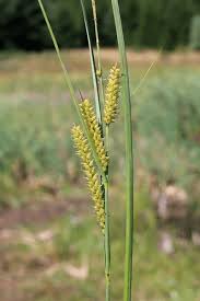 Attēlu rezultāti vaicājumam “Carex rostrata”