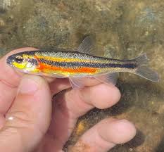 Image result for Mylopharodon conocephalus