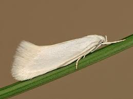 Attēlu rezultāti vaicājumam “Elachista argentella”