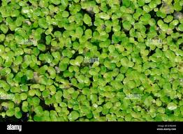 Attēlu rezultāti vaicājumam “Lemna minor”