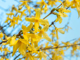 Attēlu rezultāti vaicājumam “Forsythia intermedia flower”
