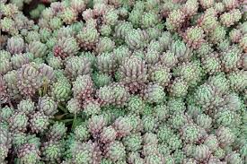 Attēlu rezultāti vaicājumam “Sedum hispanicum leaf”