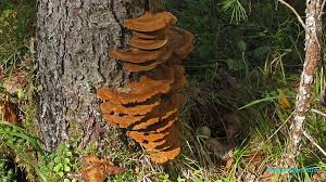 Attēlu rezultāti vaicājumam “Inonotus leporinus”